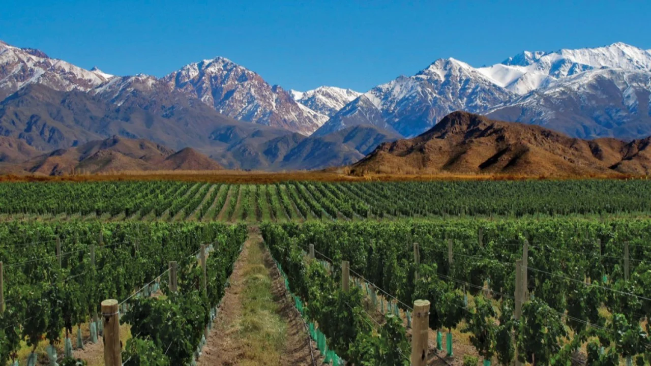 Ruta del Vino - imagen 4